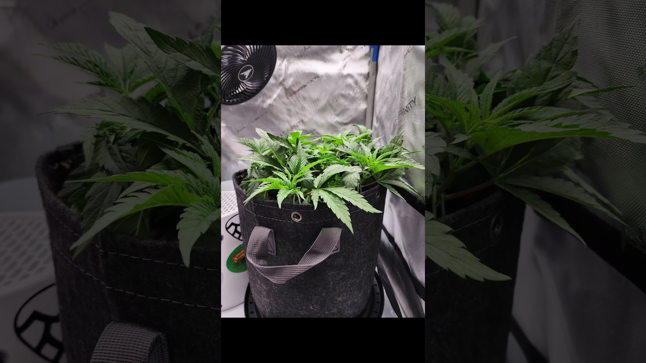Woreoz - Seed2Flower 10