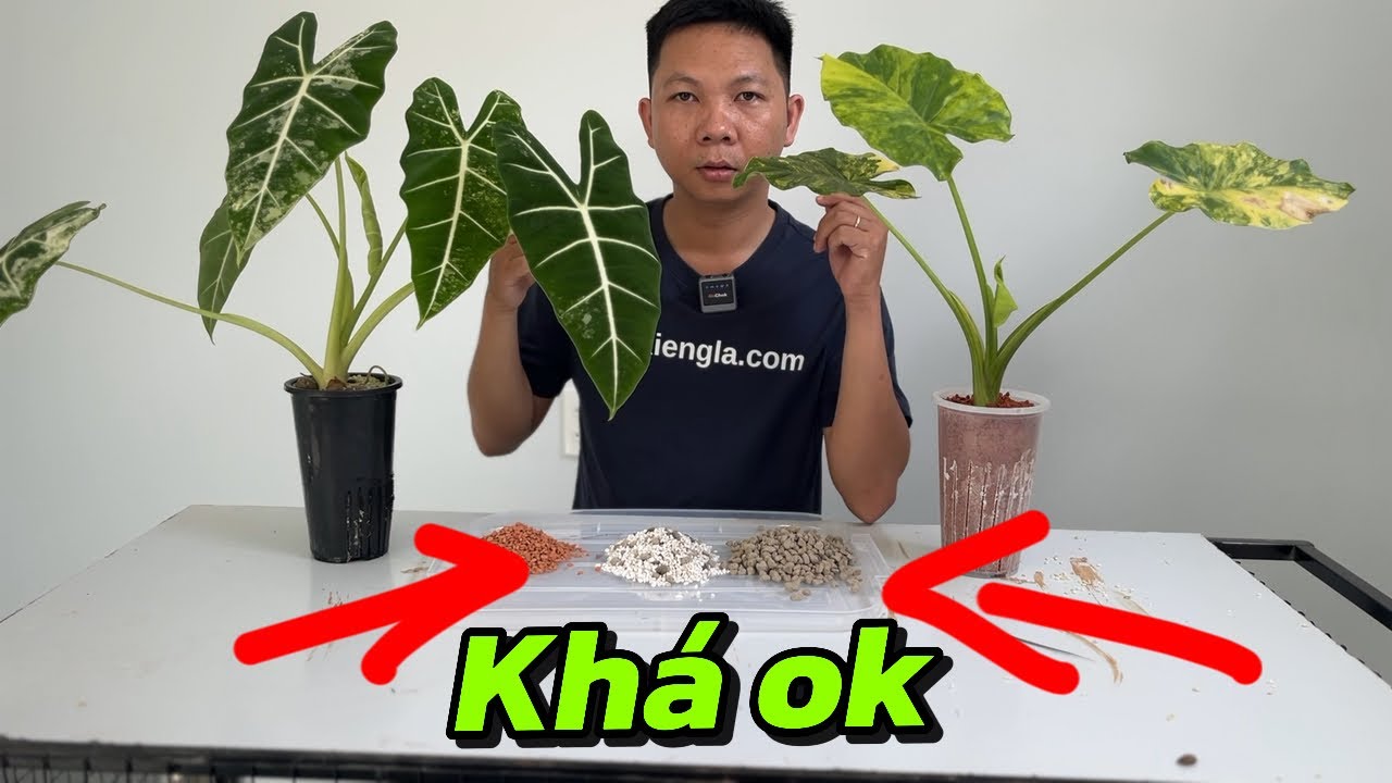 Giá thể trồng kiểng lá Alocasia mà Huy đang dùng