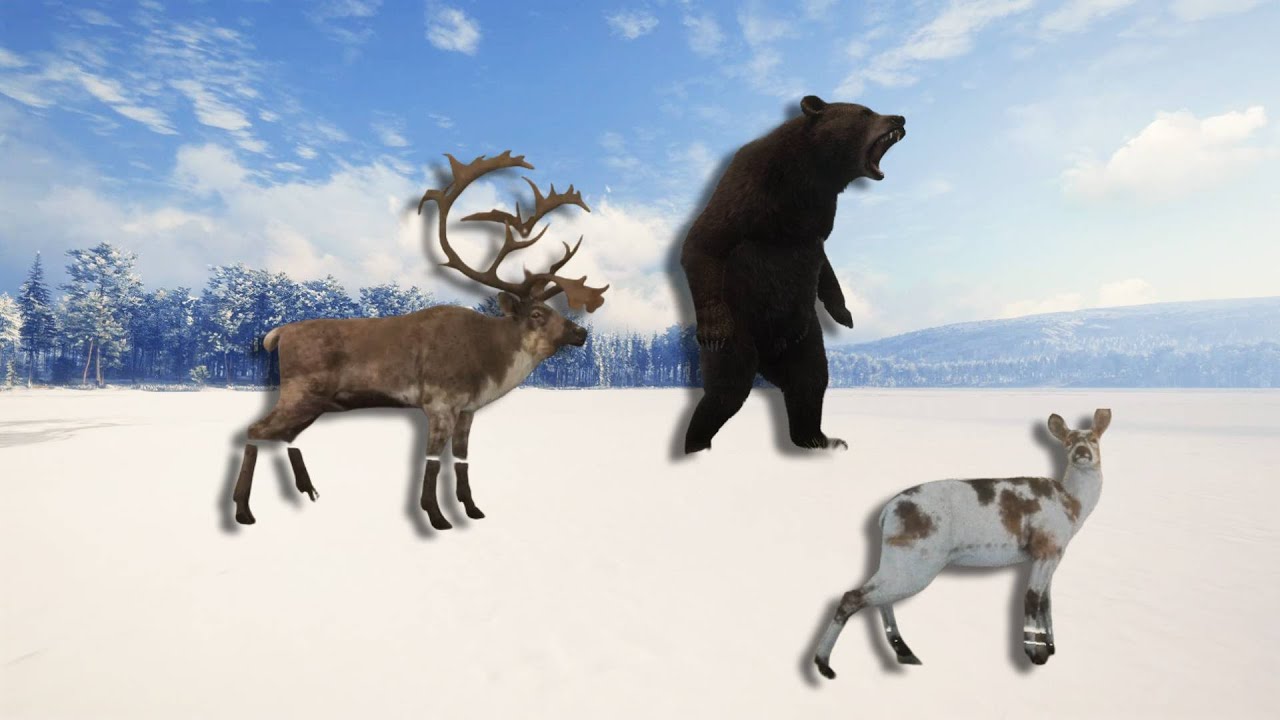 Reindeer and Musk Deer Trophies. Episode 2
