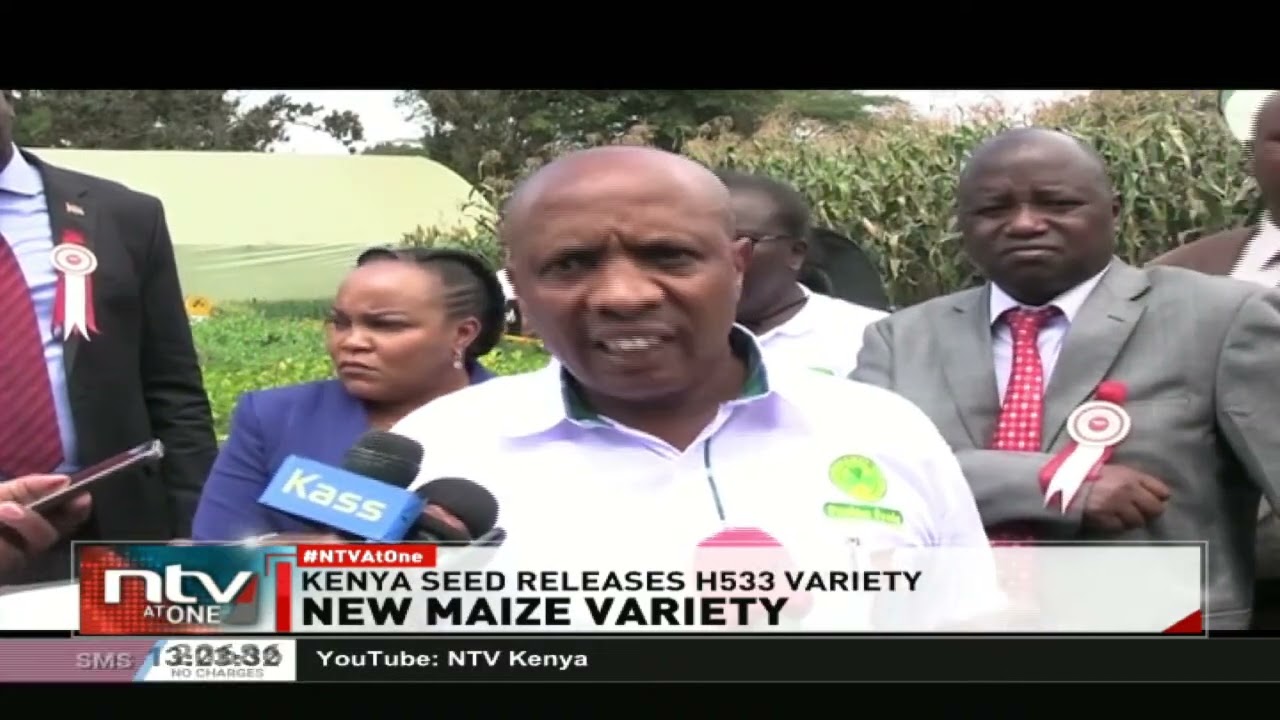 Researchers at the Kenya Seed Company introduce a new maize seed variety