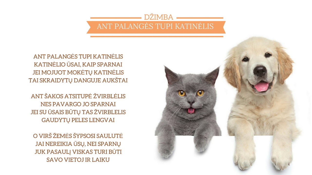 DŽIMBA - Ant palangės tupi katinėlis