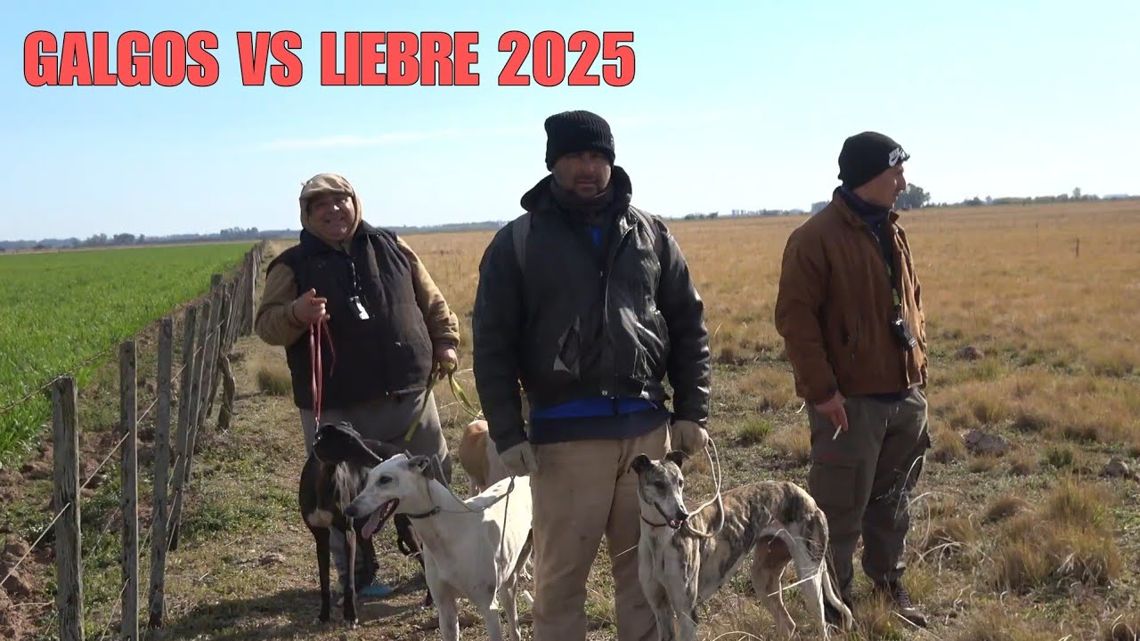Galgos de campo 2025 carreras con los nuevos. 