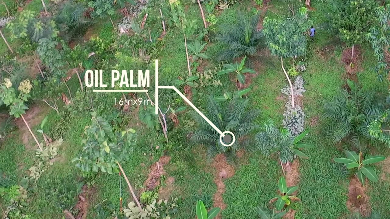 Large-Scale Dynamic Agroforestry with Cocoa and Mixed Crops &ndash; Ivory Coast
