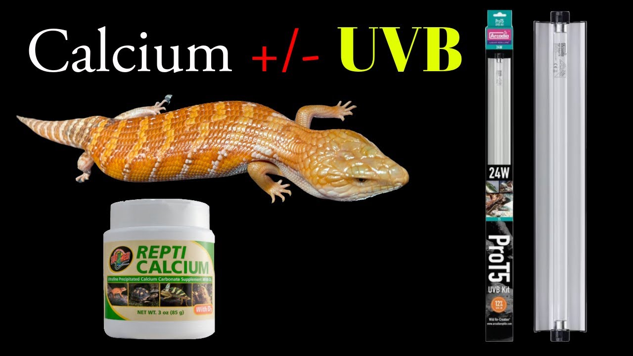 Is UVB Really Worth It for Your Blue-Tongue Skink? Calcium vs. Calcium + UVB