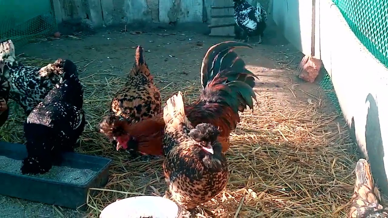 Ливенский петух, знакомство с курами!! Ливенская ситцевая порода кур!!!