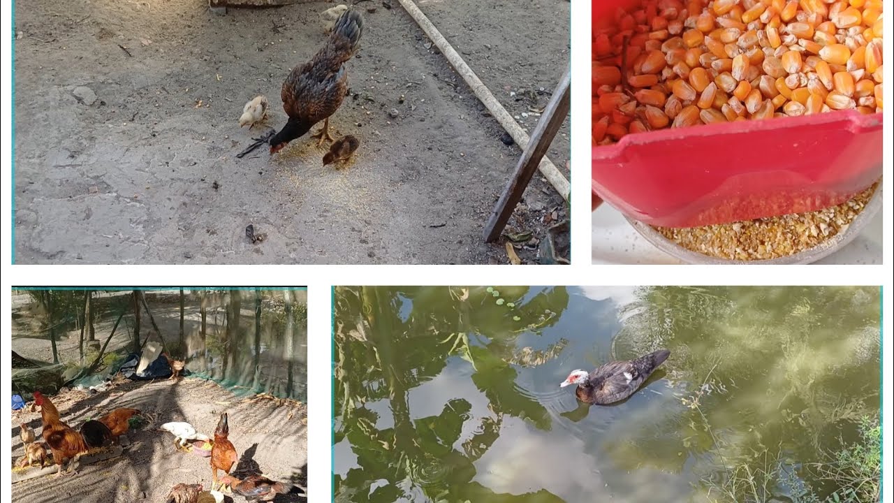 Alimentando minhas criações