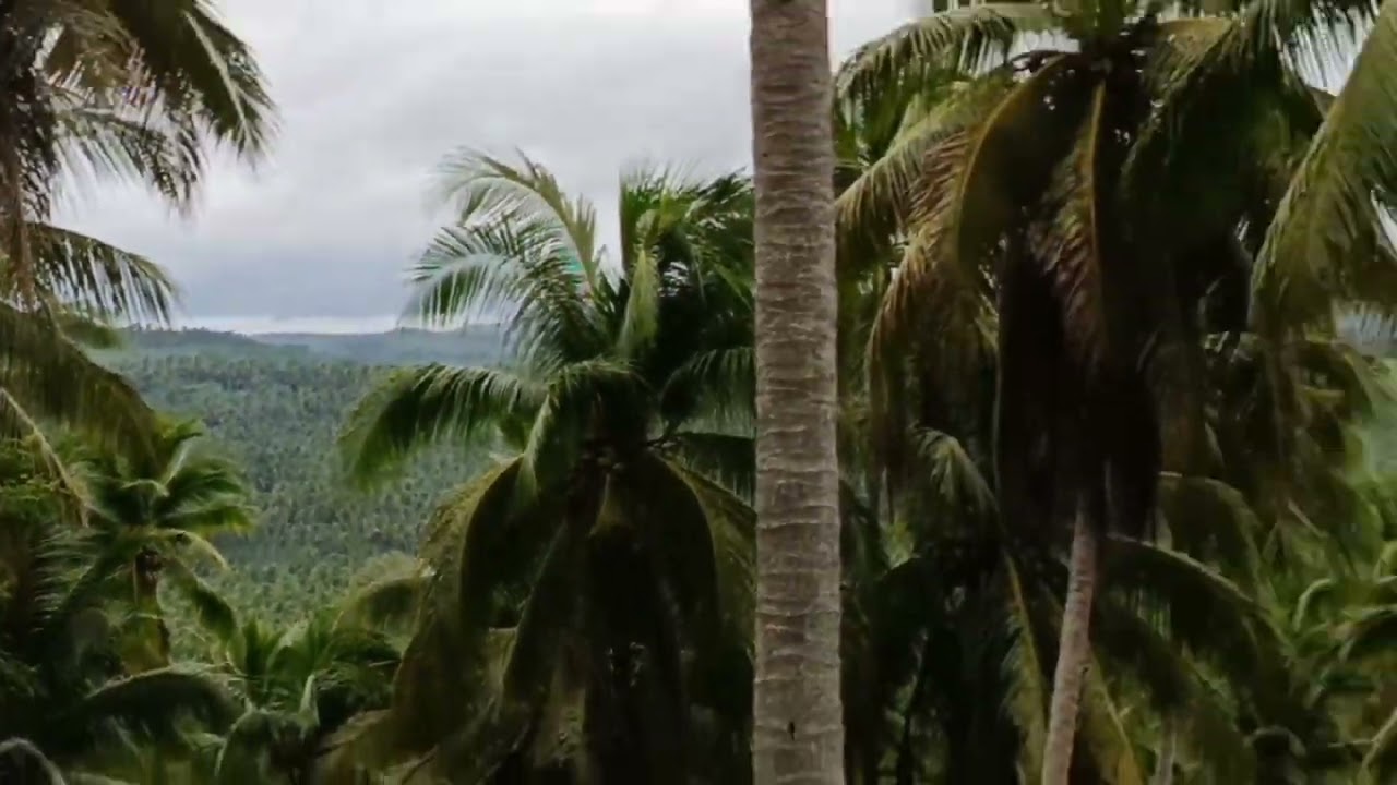 Lot#24 Coconut farm for sale Buenavista Quezon 8 hectares