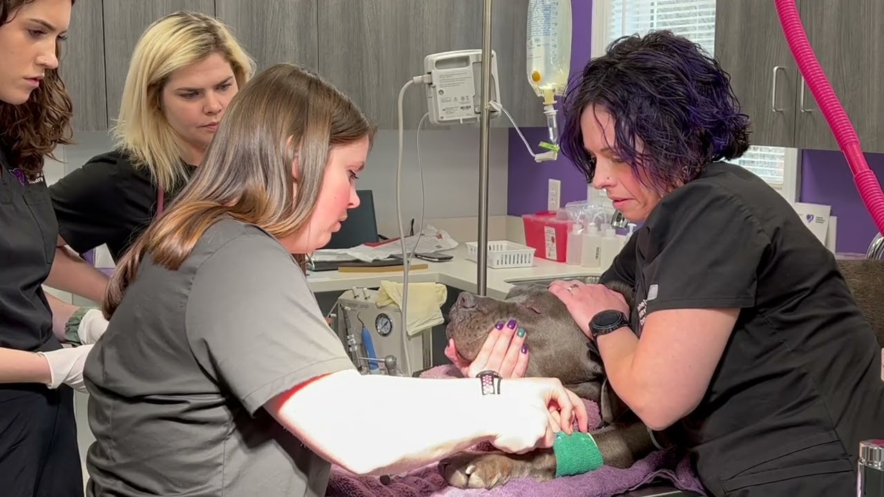 Bust a myth: Age is not a disease featuring Dr. Keaten and Dr. Hon at Mainely Veterinary Dentistry