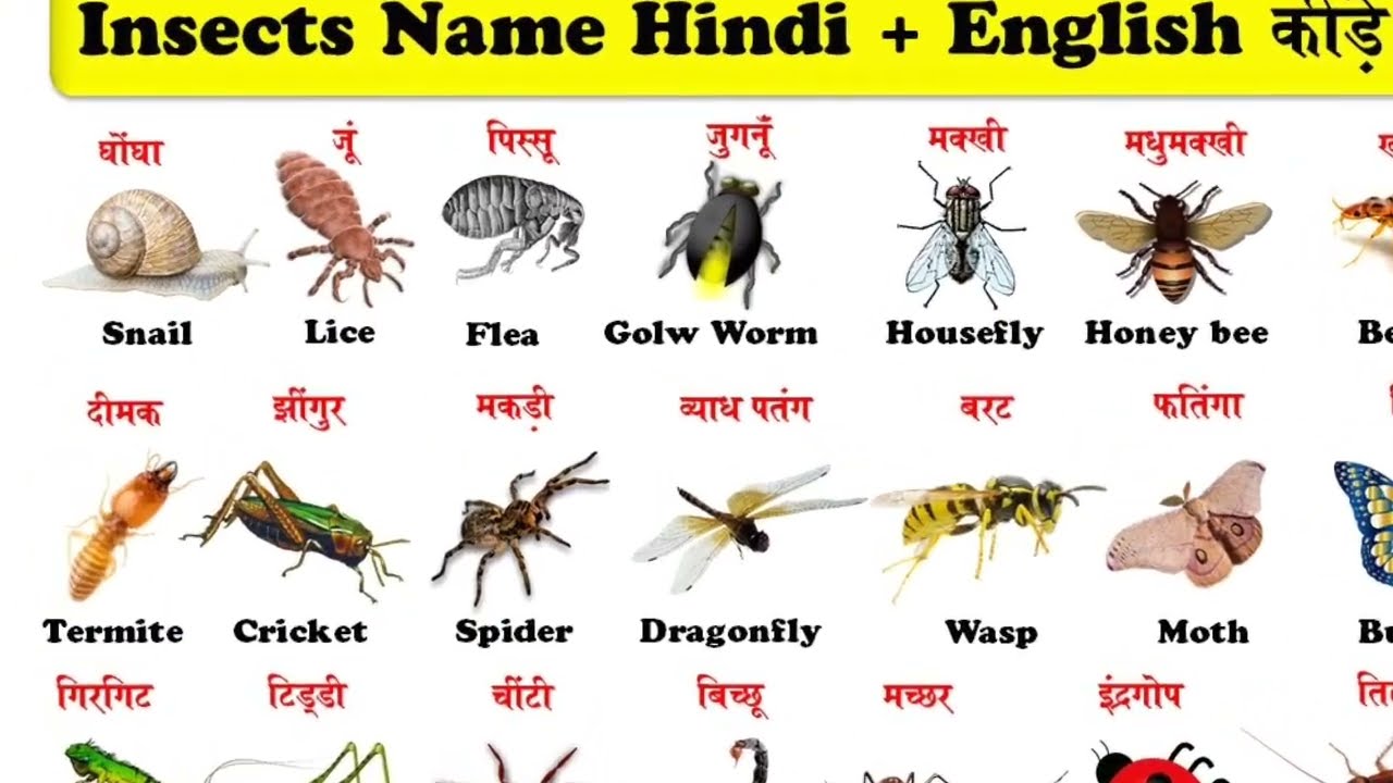 Insect name in english and hindi  || insect name in english and hindi with pictures || learn insect