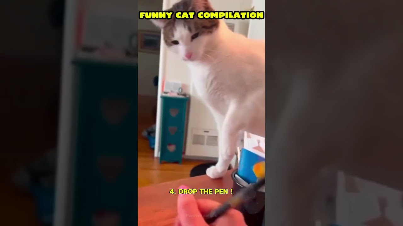 Funniest Cat Moments 😹