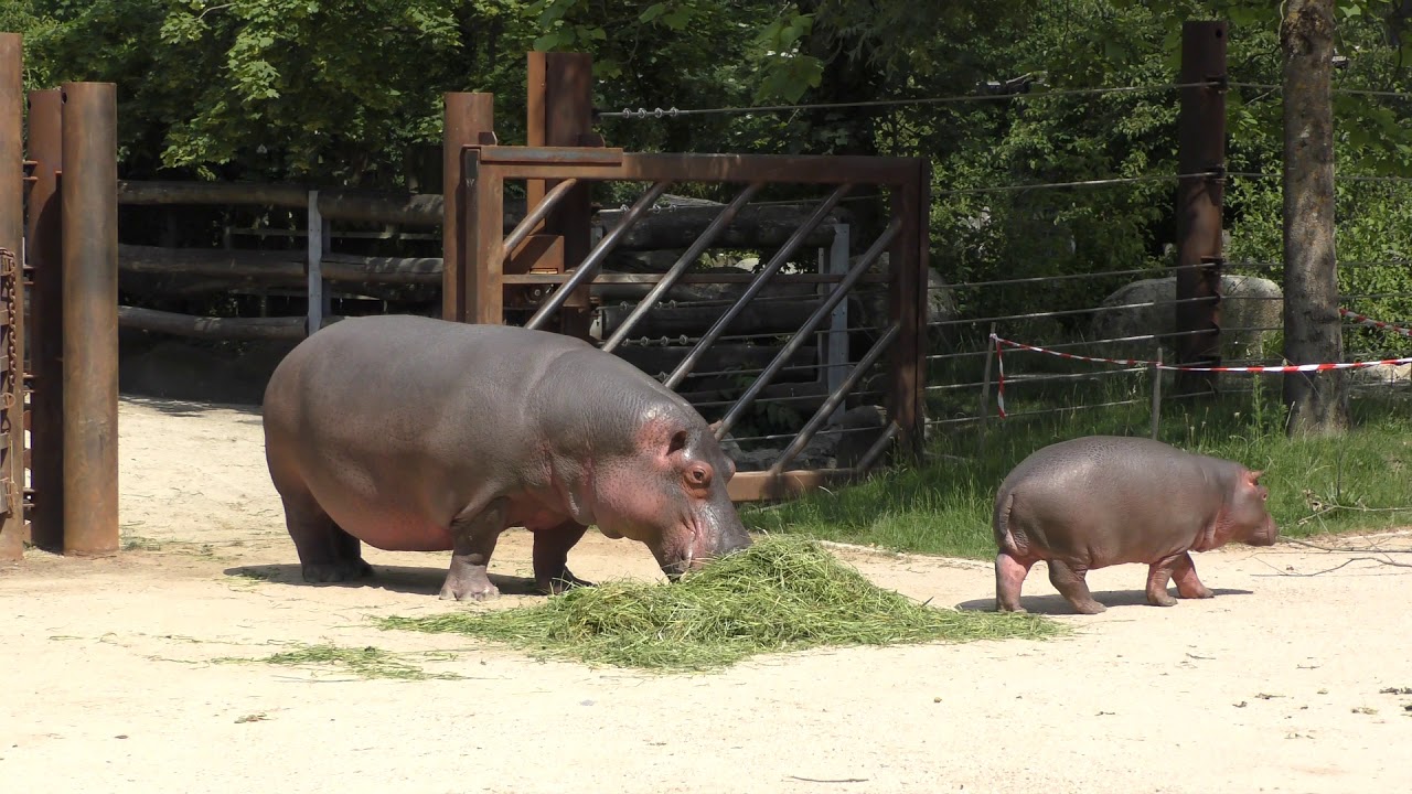 Zoo-Einblick 15: Halloween erobert die große Außenanlage