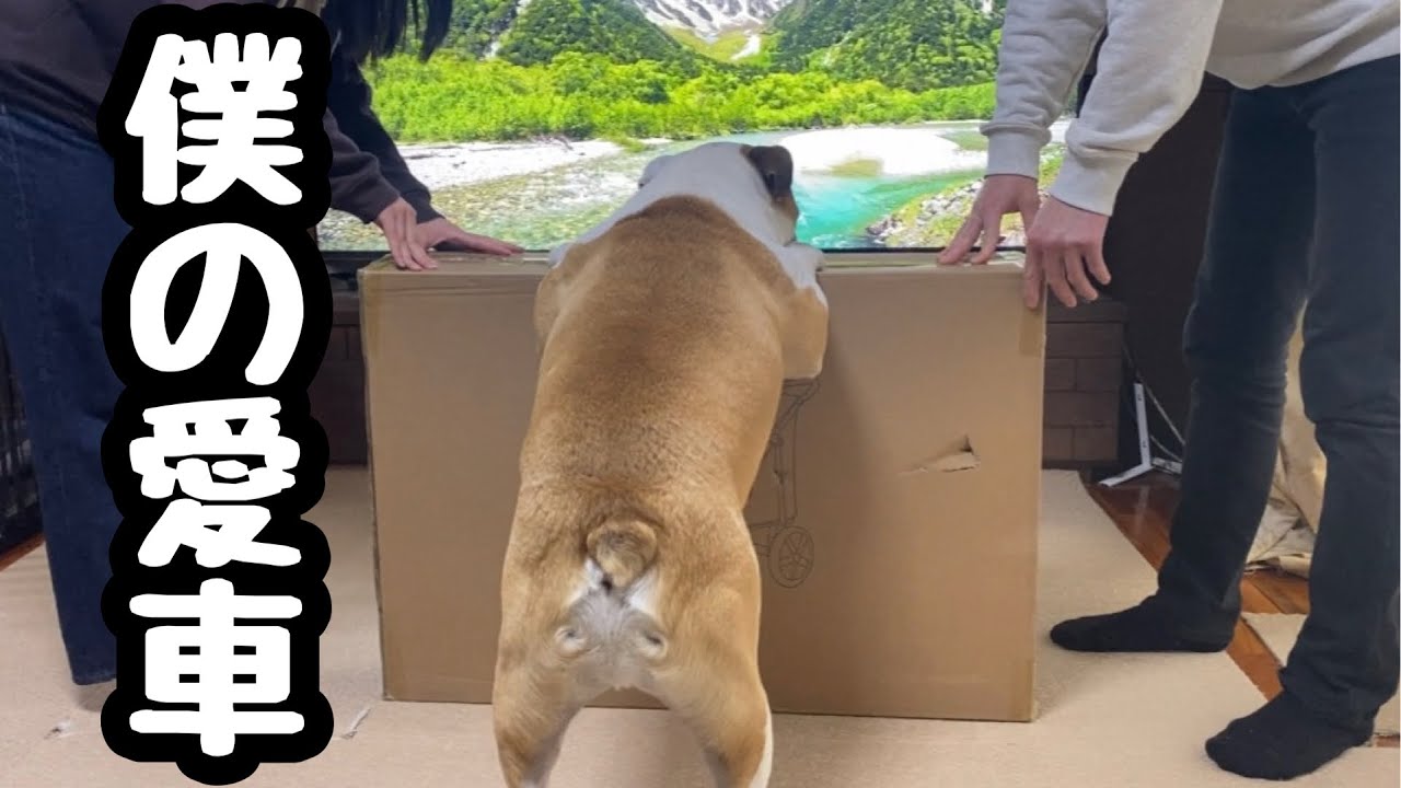 【Totoro ball】新しい大型犬用ペットカートでわんこマルシェに行ってみた！
