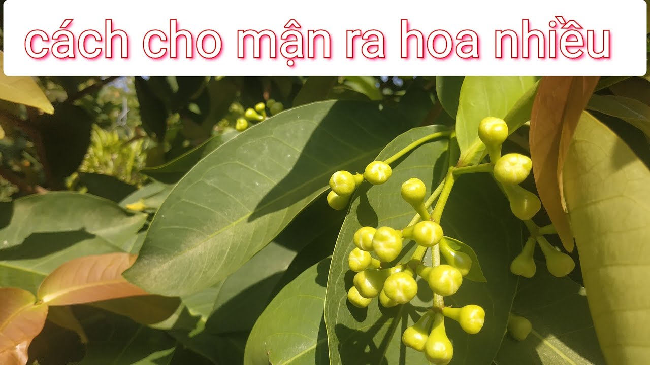 cách làm ra hoa cây mận