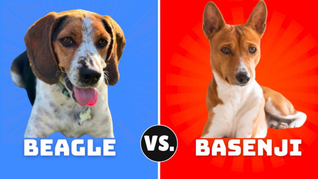 Beagle vs Basenji Battle: Which Is The Better Dog?