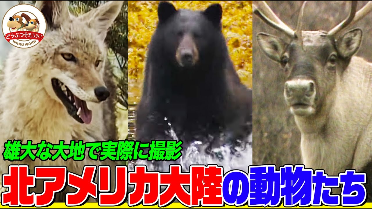 【北アメリカ大陸に住むどうぶつ特集】巨大ネコのパンチ！大群のヘビ！伝説の白いクマ！ビーバーの建築術！雄大な自然の中で生き抜く動物たちを実際に撮影【どうぶつ奇想天外／WAKUWAKU】