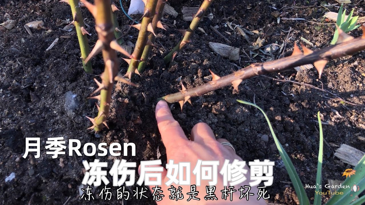 月季冻伤的枝条如何修剪/为什么需要修剪/修剪的重要性/不耐寒品种冻伤后会怎样/哪些枝条冻伤不用剪/03.03.2022