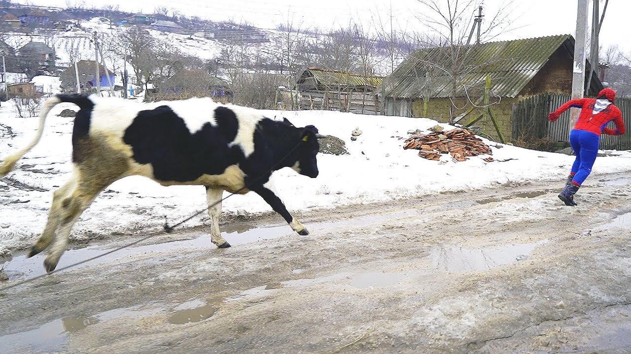 Новый Человек Паук из деревни, сбежавшей от коровы 2025
