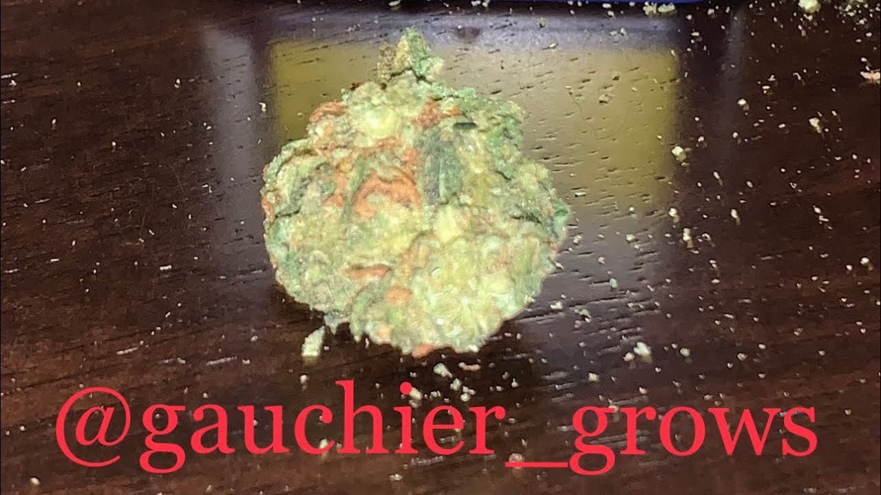 Strain Review Saturday!! Lemon Skunk by DNA Genetics