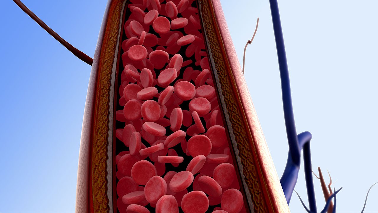 Human Physiology - Introduction to the Regulation of Mean Arterial Pressure