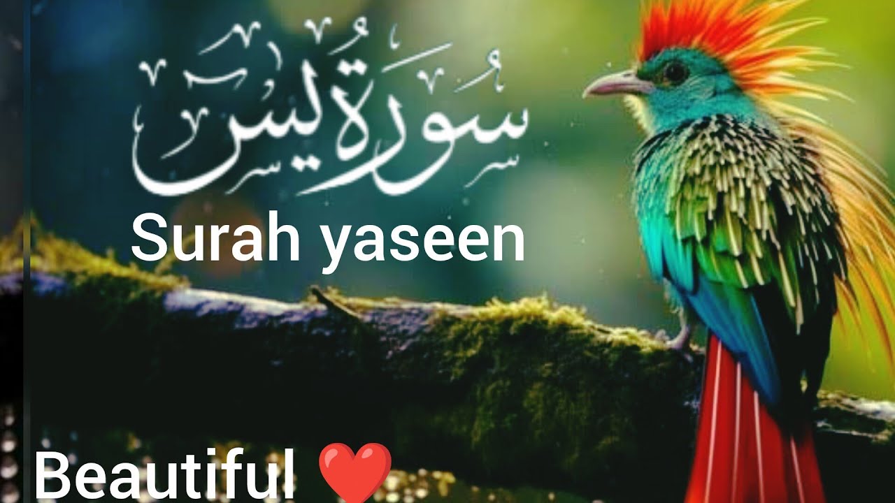 Surah yaseen (سورۃ یاسین) By quran Kareem tilawat Hafiz Javed beautiful video 