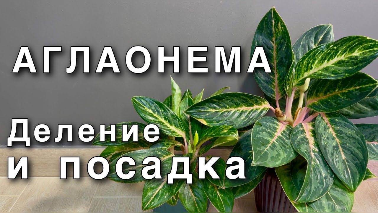 Как омолодить, размножить АГЛАОНЕМУ. Переукоренение. Подбор грунта. Посадка. Aglaonema Peach Pearl