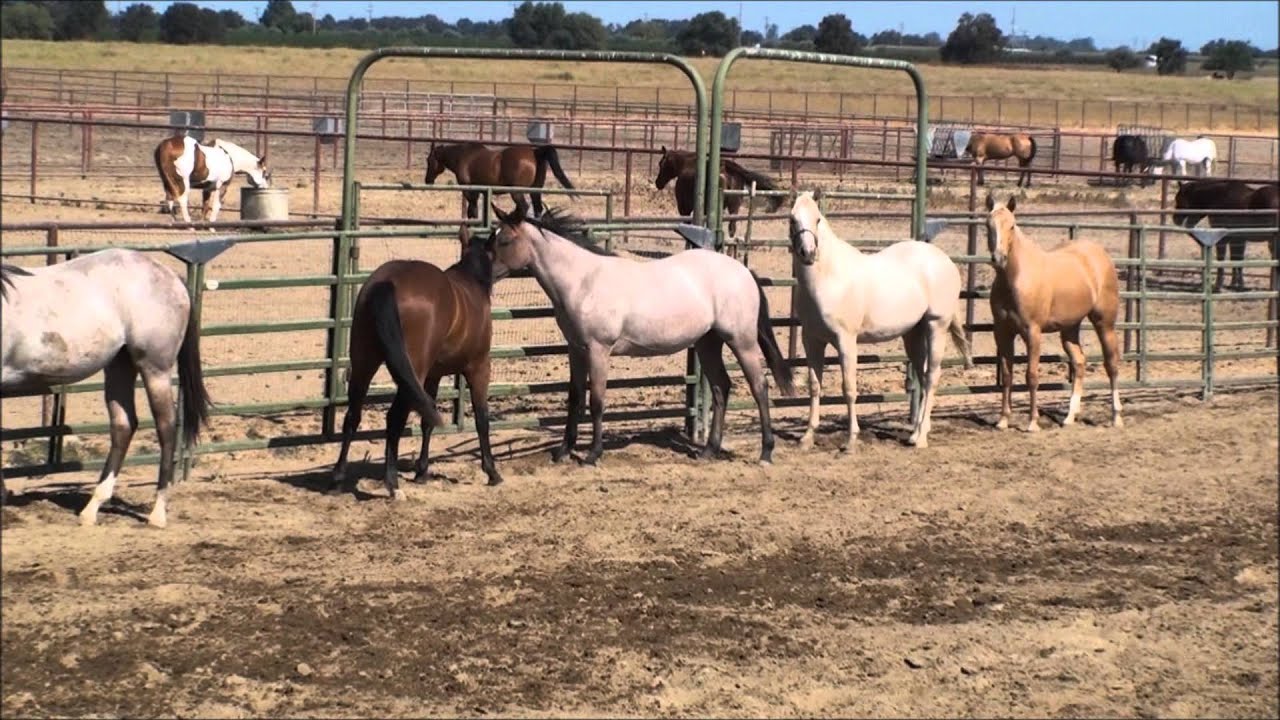 Oasis Ranch Yearling Fillies