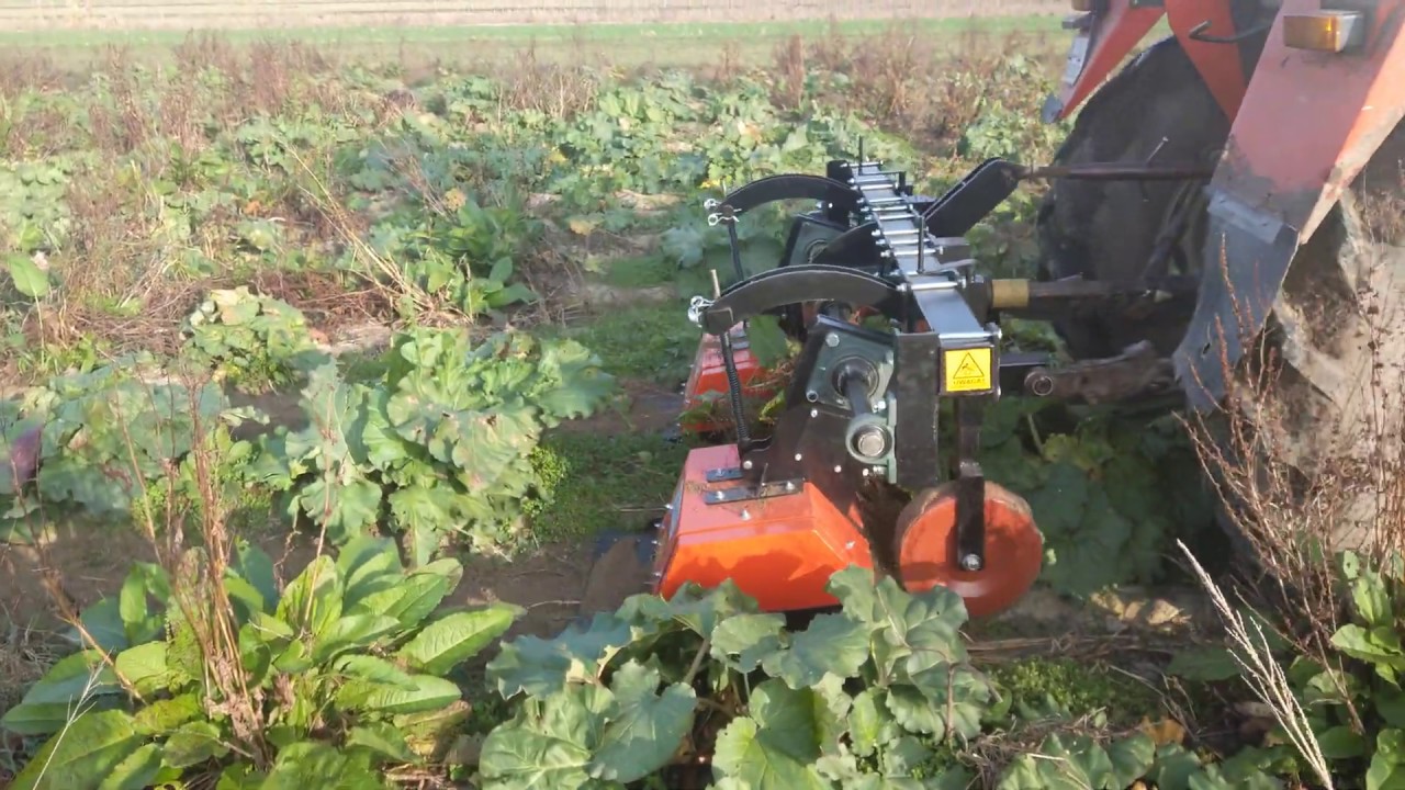 Glebogryzarka międzyrzędowa na plantacji rabarbaru | Rotary cultivator on a rhubarb plantation