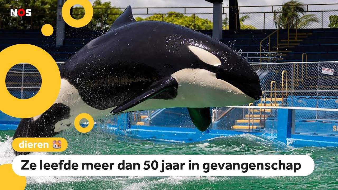 Beroemde orka sterft vlak voor vrijlating