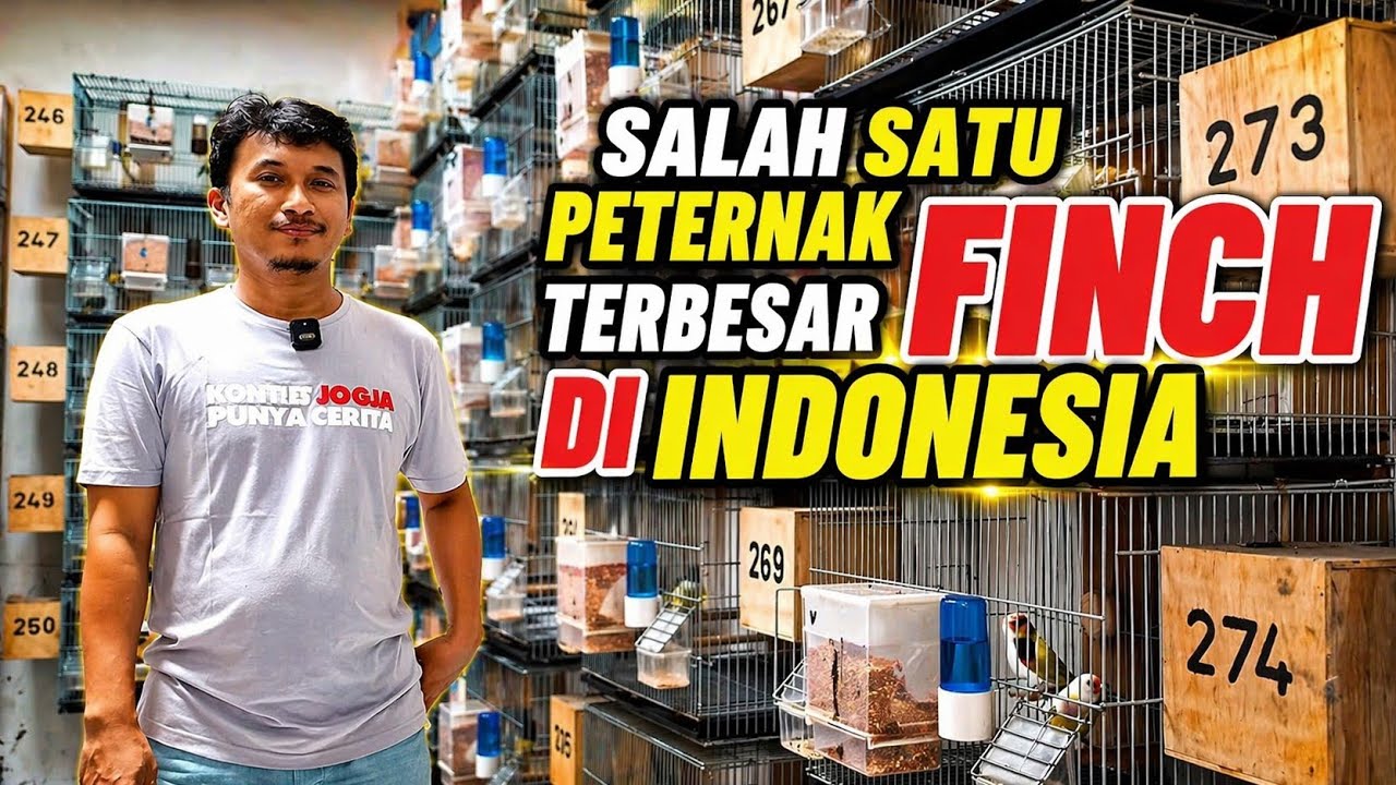 PETERNAK FINCH‼️Salah satu yang TERBESAR di INDONESIA...