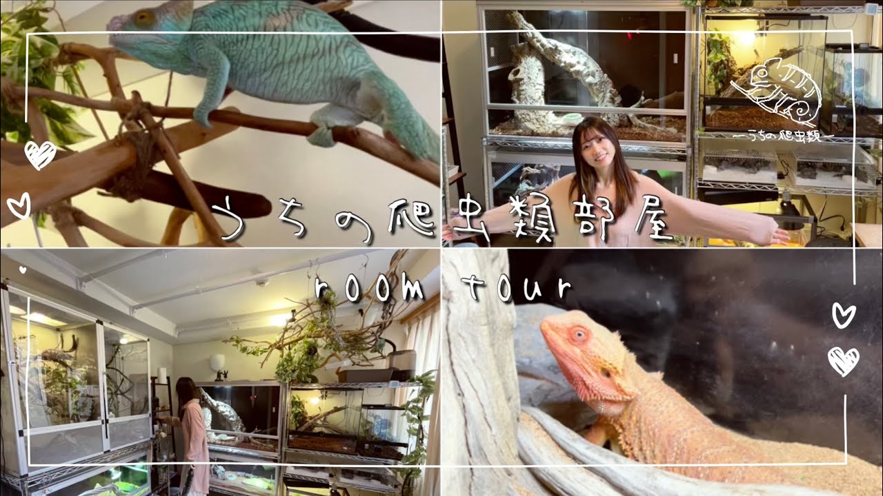 【ルームツアー】爬虫類部屋のご紹介！