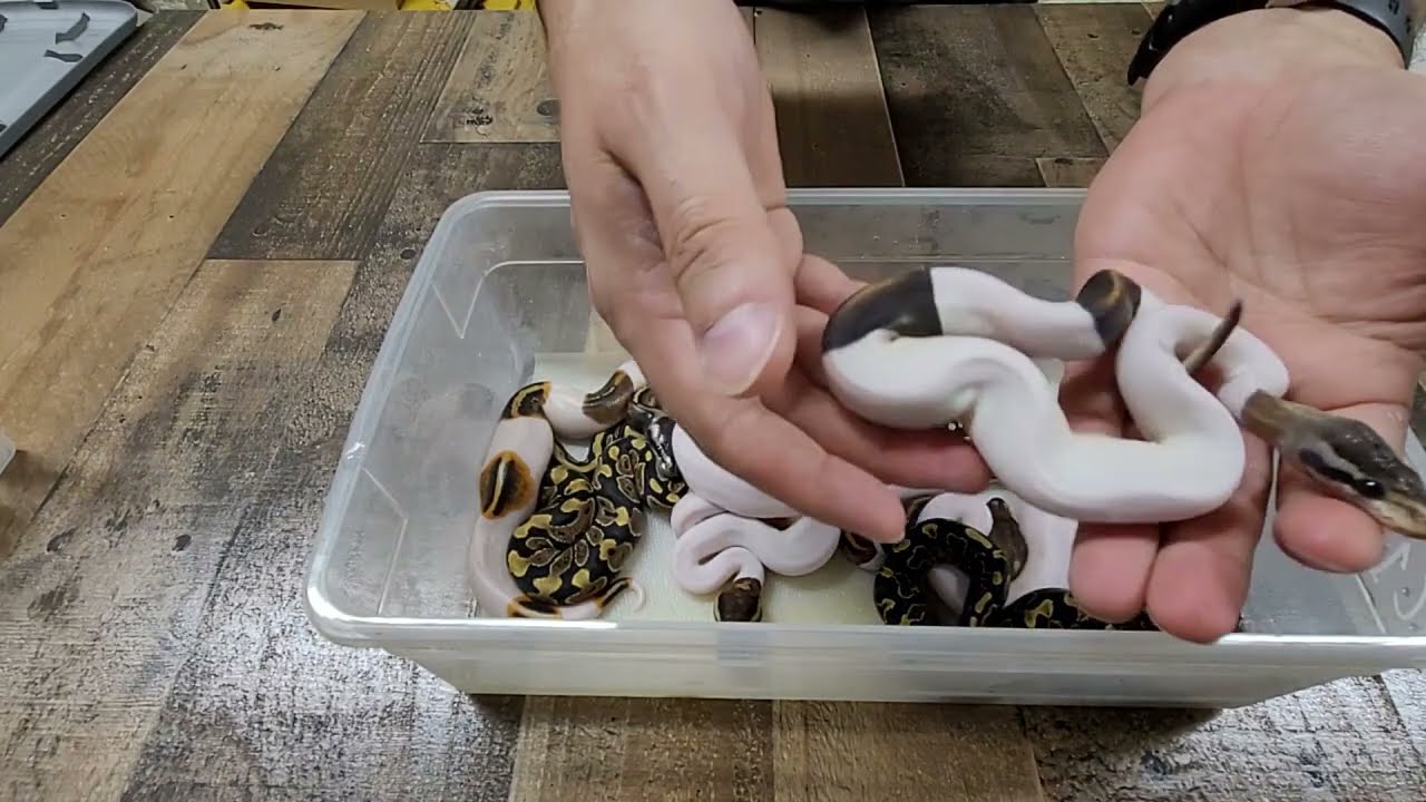 Craziest Ball Python Clutch Results Update. Surprise Gene Revealed. After First Shed