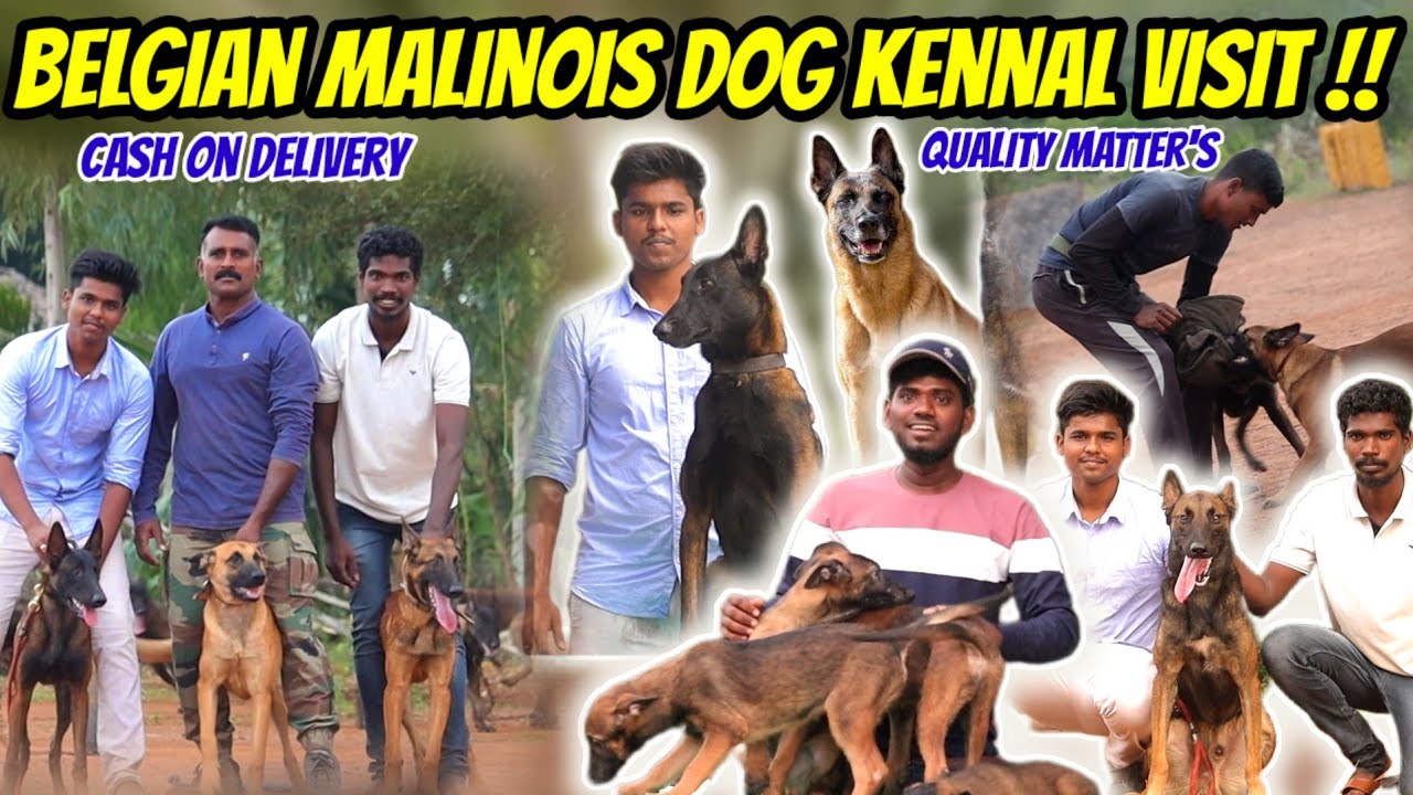 💥🐕 