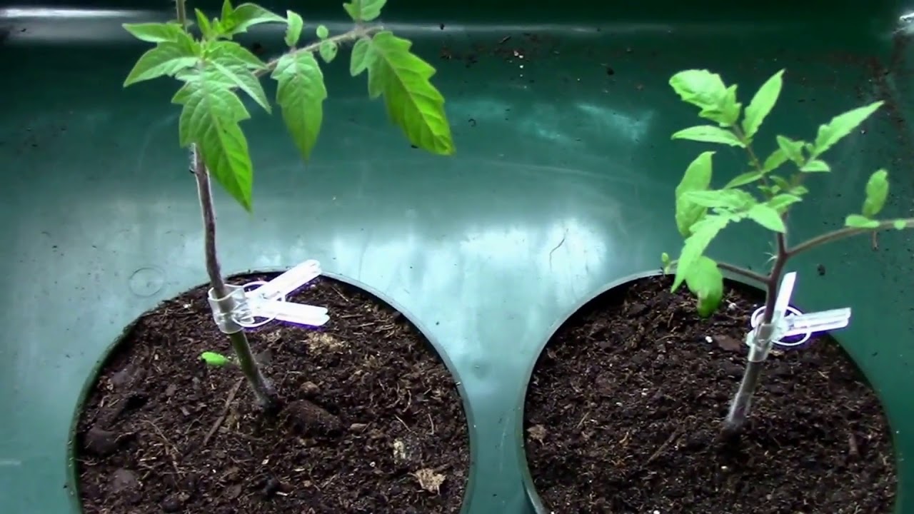Why Graft Tomatoes? The Main Two Reasons I Started Grafting Tomatoes.