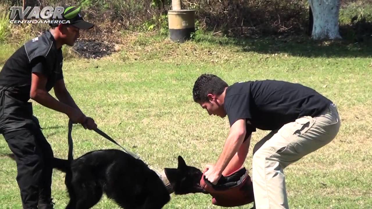 Perros de Protección y Seguridad