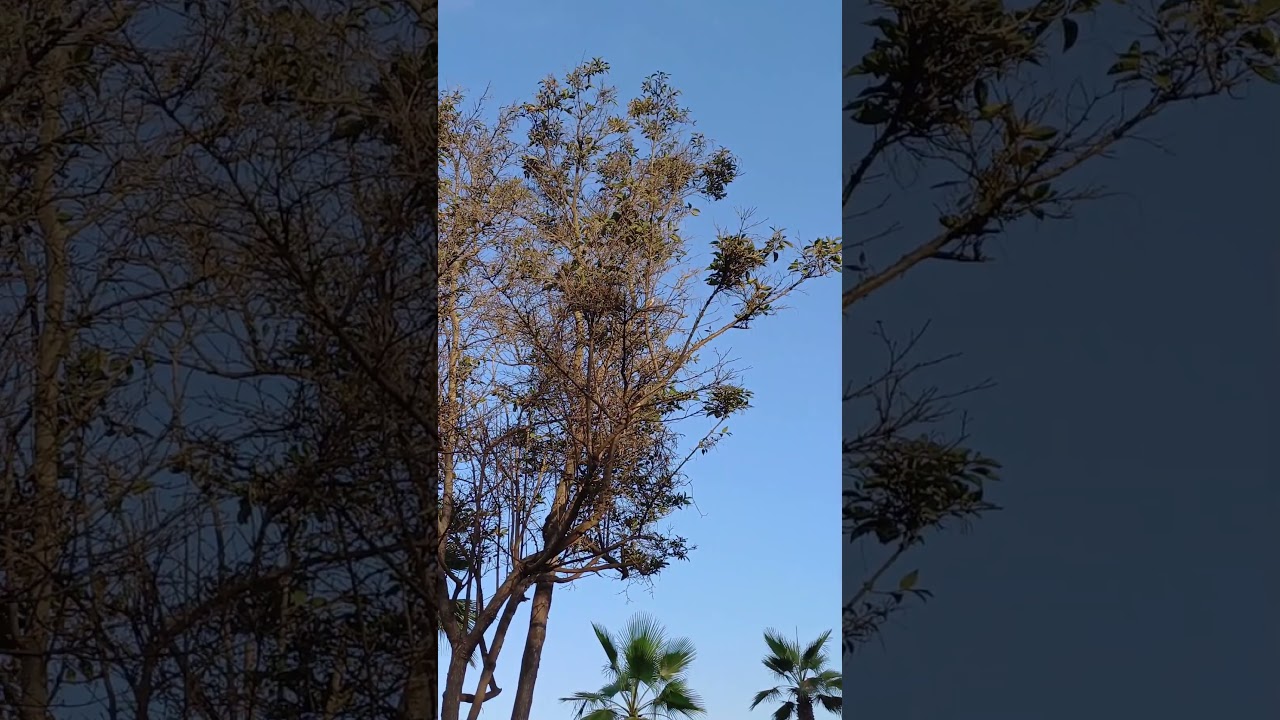 بتبتة خلوية لتحفيز الحسون على التغريد #jilguero #chardonneret_&eacute;l&eacute;gant #jilguero_canto #goldfinch