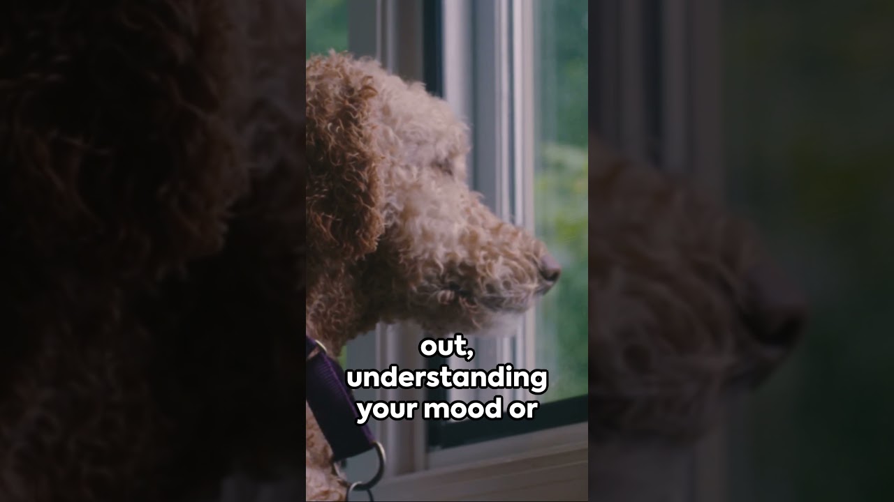 Why Does My Dog Stare at Me? #caninebehavior #doglover #dogcommunication