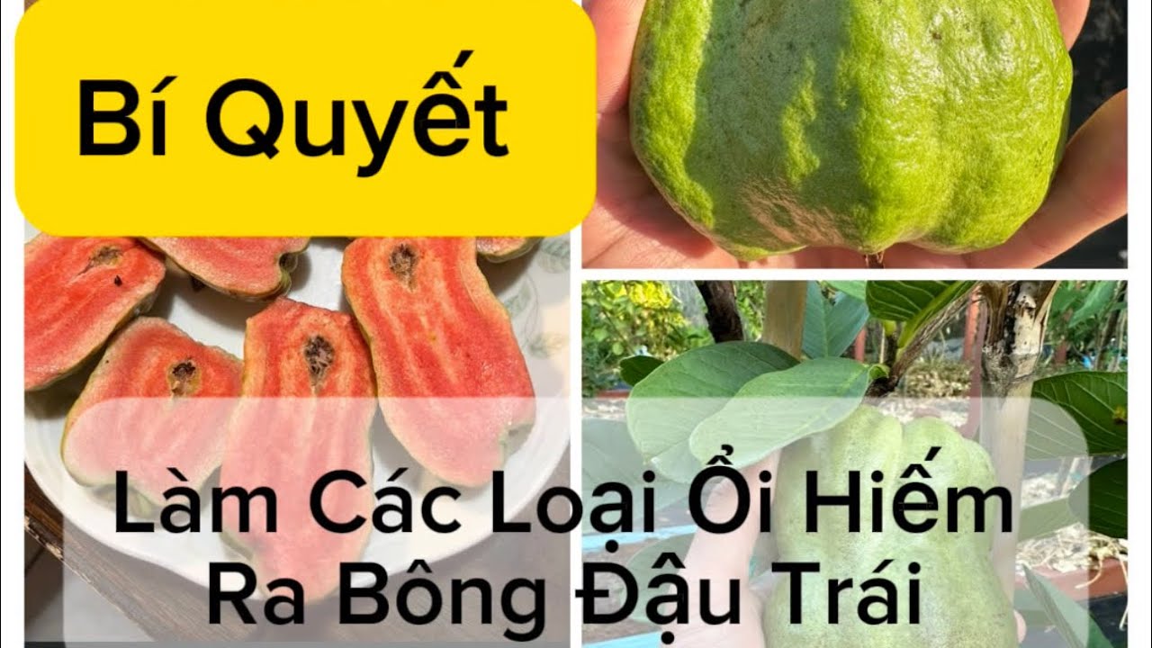 Bí Quyết Làm Cây Ổi Không Và Ít Hạt Ra Bông Đậu Trái. ổi Thái Vuông Đài Loan Ruby Và Các Loai Ổi