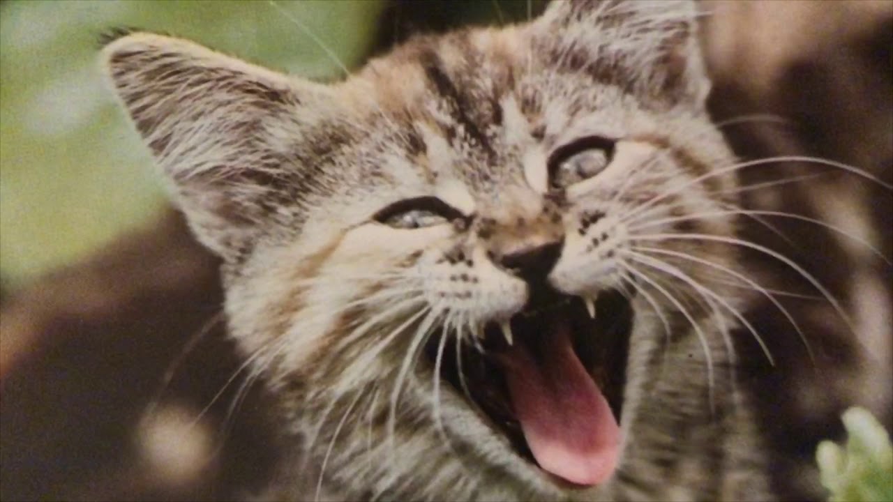 kittens inspired by kittens inspired by kittens