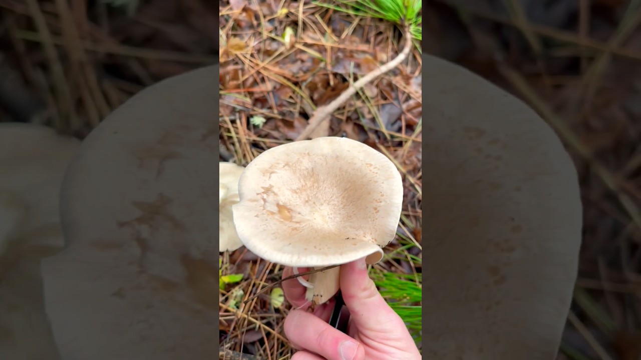 Говорушка 🤫 подогнутая.&nbsp; Infundibulicybe geotropa. Говорушка рыжая.Clitocybe geotropa. Клитоцибе.
