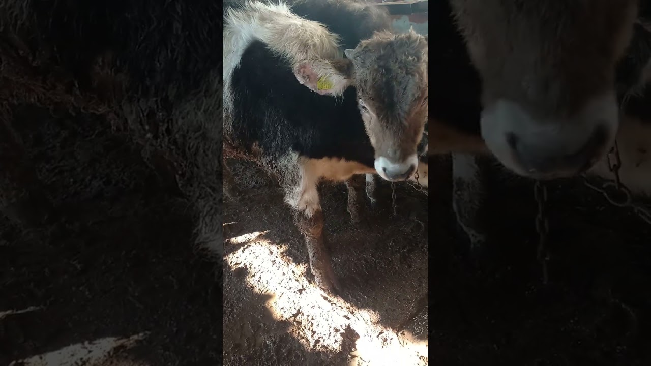 büyükbaş hayvanlarda hastalıklar ve tedavileri...