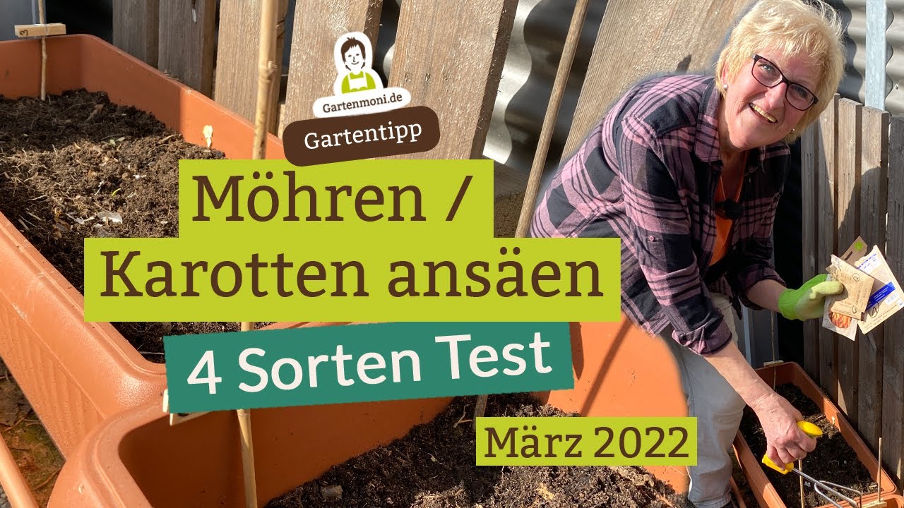 4-Sorten-Test: Karotten / Möhren ansäen im März | Karotten im Kübel anbauen