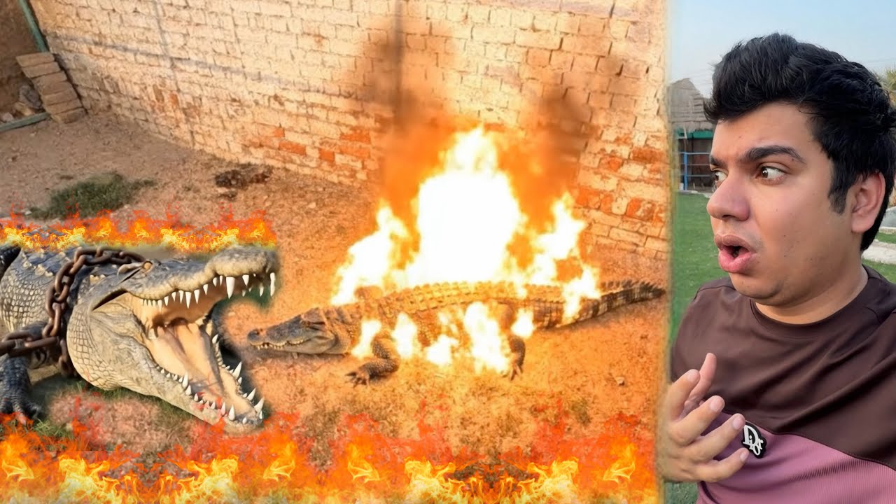 Crocodile Ko Pakar Kr Agg Laga Di 😱