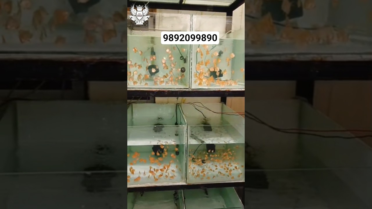 DISCUS FISH BABIES AVAILABLE 