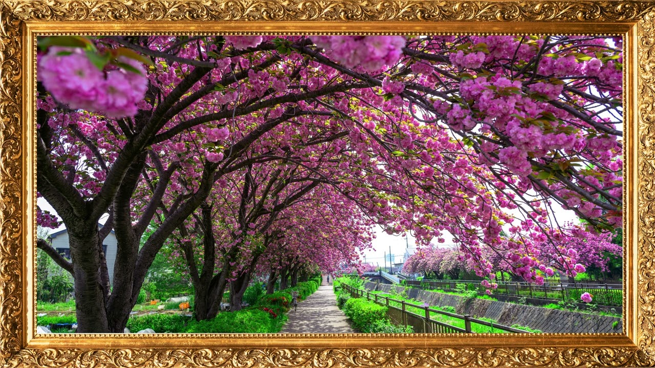 Spring Cherry Blossom | TV Background Screensaver | 4K | No Music