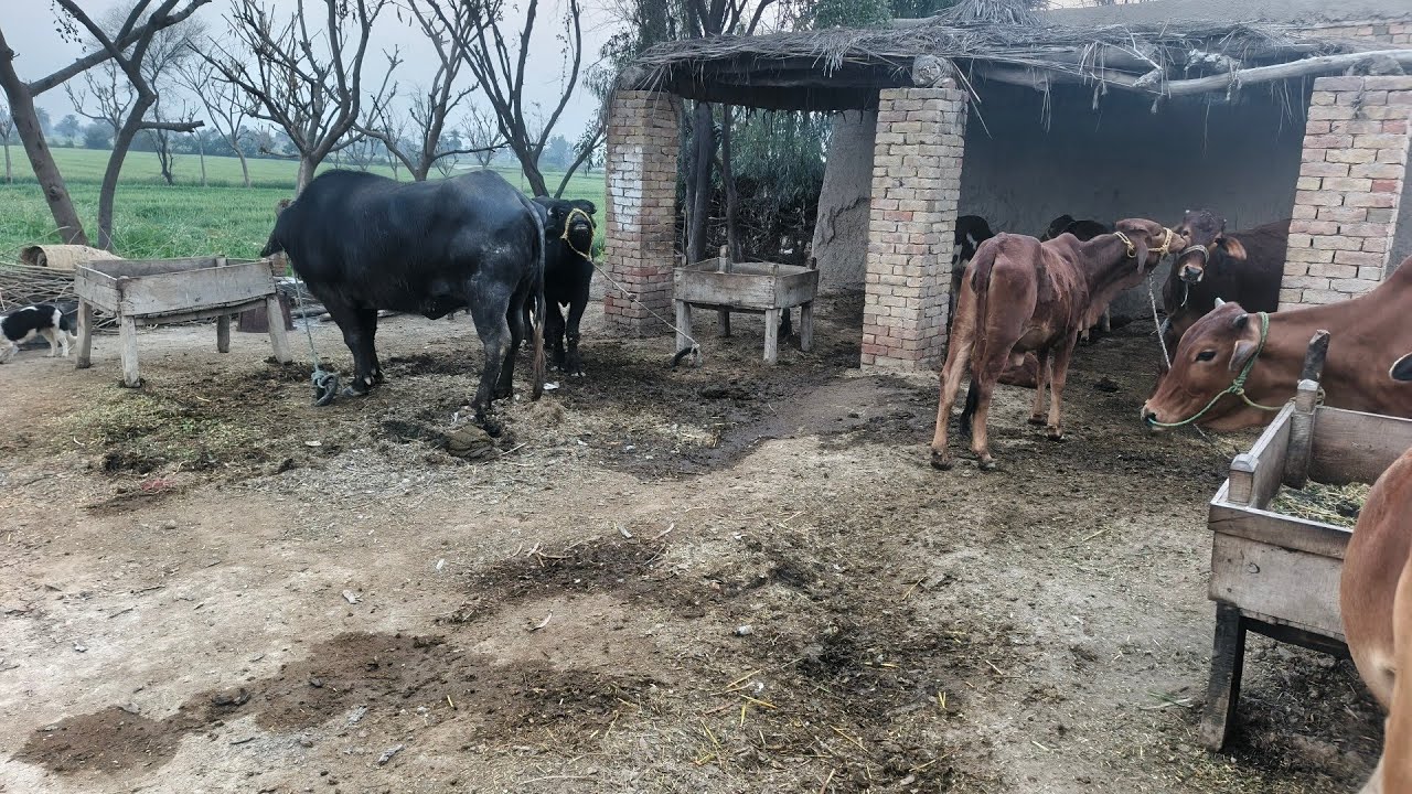 Jutt Abbas ke Khubsurat Mal maveshi village Bros🐄🐂🐄🐃