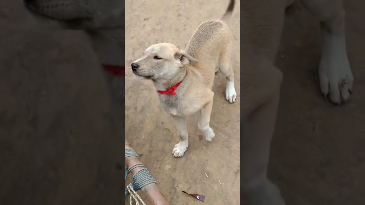 kya jindgi h 😂🐶
