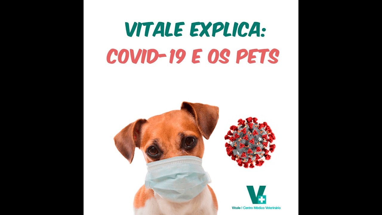 Veterinária explica:  coronavírus e a higiene dos pets