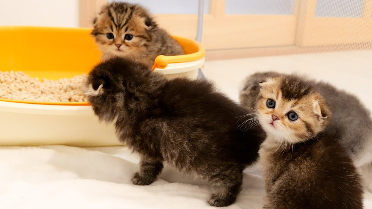 Here are the kittens who wait patiently for their turn to use the toilet.