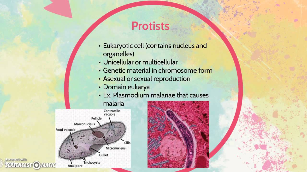 Differences between bacteria and protists