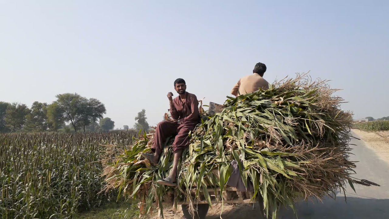Pind Punjab dey || Chak No 174 9/L 